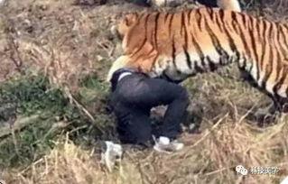 成都老虎爆料视频最新,揭秘背后惊人真相